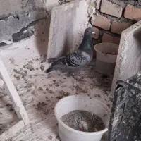 فروش کبوتر|پرنده|بیجار, |دیوار