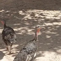 دو عدد بوقلمون ماده خوب تخم گذار
