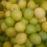 فروش لیمو
