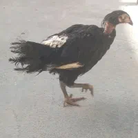 جوجه مرغ لاری اصل اصل