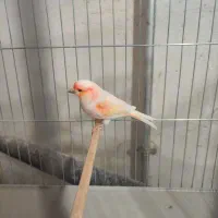 قناری موزائیکی نر مست