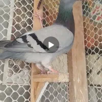 کفتر آلمانی جوجه آلمانی جفتگاه آلمانی گراف