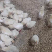 جوجه|حیوانات مزرعه|لردگان, |دیوار