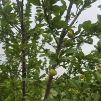 فروش و تهاتر زمین ۸۰۰۰ متری در یوسف اباد صیرفی|فروش زمین و ملک کلنگی|شهریار, یوسف آباد صیرفی|دیوار