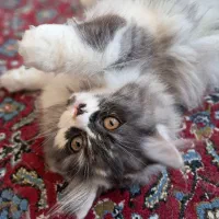 واگذاری گربه|گربه|اردبیل, |دیوار