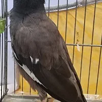مرغ مینا گمشده