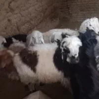 فروش بره سبک  ومیش