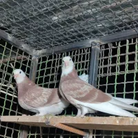 کفتر پرشی|پرنده|ایرانشهر, |دیوار