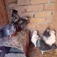 کبوتر نر|پرنده|تربت جام, جامرود|دیوار