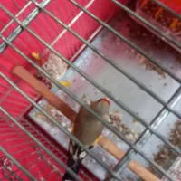 سهر و سهر قناری مست