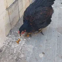 مرغ وخروس|حیوانات مزرعه|قم, حاج خلیل|دیوار