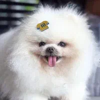 پامر خرسی نر بوفیس وارداتی|سگ|اصفهان, خانه اصفهان|دیوار