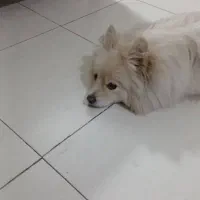 پامر