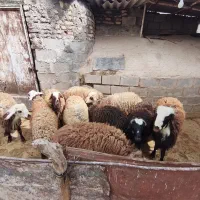 10عدد گوسفند نر