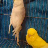 جفت مرغ عشق انگلیسی ۲۰۲۳|پرنده|بابل, |دیوار