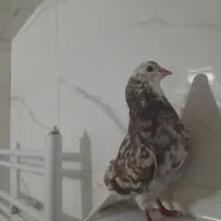 کبوتر پرشی|پرنده|صائین قلعه, |دیوار