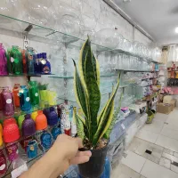 سانسوریا زاموفیلیا بلک برکین بامبو خاکی گندمی دیفن|گل و گیاه طبیعی|قم, ولیعصر|دیوار