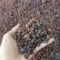 کشمش(درگز) و (کاشمر) مخصوص آبگیری