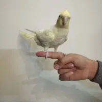 جوجه عروس سه ماهه|پرنده|شاهینشهر, گرگاب|دیوار