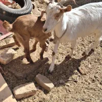 فروش بز  وکرش