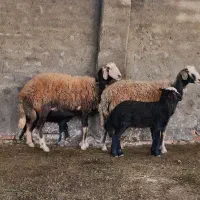 دو راس میش افشار اصیل بره دار شکم اول