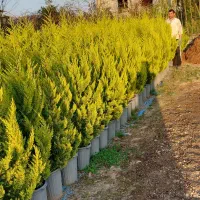 فروش لاوسون و یاس هلندی