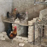 خروس و مرغ