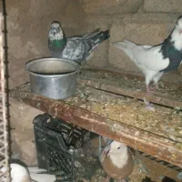 دو عدد کبوتر تهرانی|پرنده|اسلام آباد, |دیوار