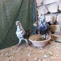 کبوتر سینه سفید|پرنده|شیراز, شهرک سعدی|دیوار