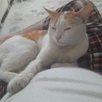 گربه گم شده|حیوانات|مشهد, نوید|دیوار