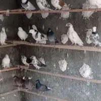 کبوتر تهرانی