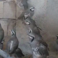 پرنده زینتی|پرنده|اسفراین, |دیوار