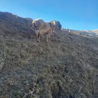 قوچ|حیوانات مزرعه|سرعین, |دیوار