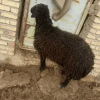 بره قوچ هترو|حیوانات مزرعه|انگوران, |دیوار