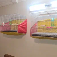 قناری موزاییکی جفت شده آماه|پرنده|مشهد, سناباد|دیوار