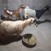 بز ابسن پاکستانی و اشکالی