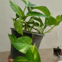 گل پتوس