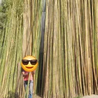 چوب بامبو مخصوص گردو زنی