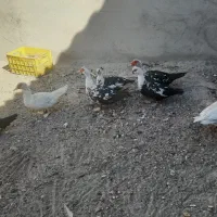 اردک اسراعیلی نروماده