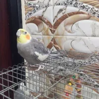 عروس هلندی دستی