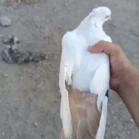 کفتر