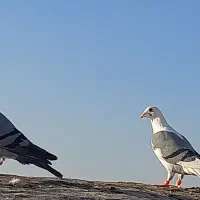 کبوتر پرشی