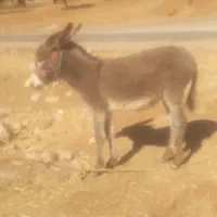 کره خره ماده گلهی