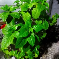 فروش گل بن سای.وسنگاپوری بزرگ
