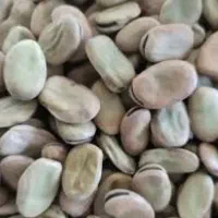 باقله خشک