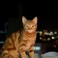 گربه گم شده