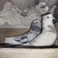 کبوتر