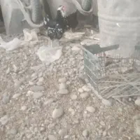 تخم مرغ گلین