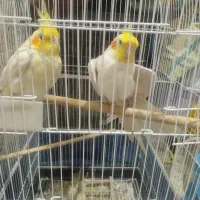 عروس هلندی با قفس