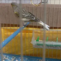 قناری ماده سبز و عروس هلندی سخنگو|پرنده|نهاوند, |دیوار